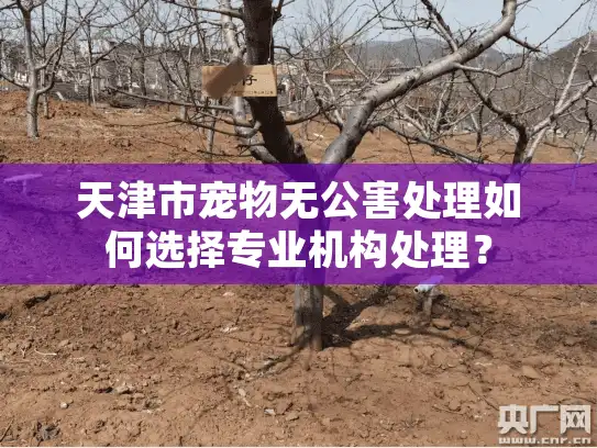天津市宠物无公害处理如何选择专业机构处理？