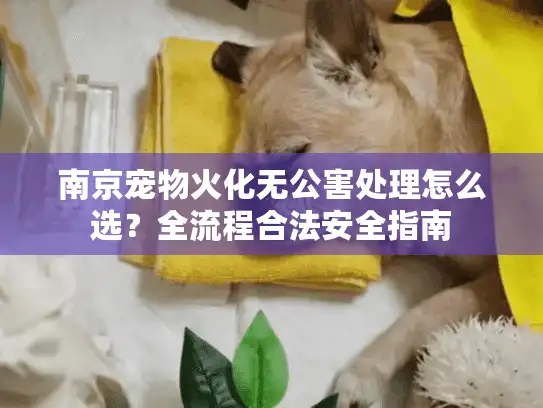 南京宠物火化无公害处理怎么选？全流程合法安全指南