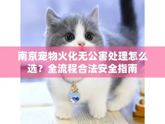 南京宠物火化无公害处理怎么选？全流程合法安全指南