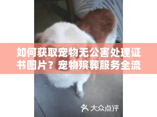 如何获取宠物无公害处理证书图片？宠物殡葬服务全流程指南