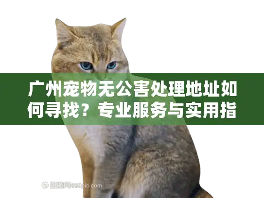 广州宠物无公害处理地址如何寻找？专业服务与实用指南