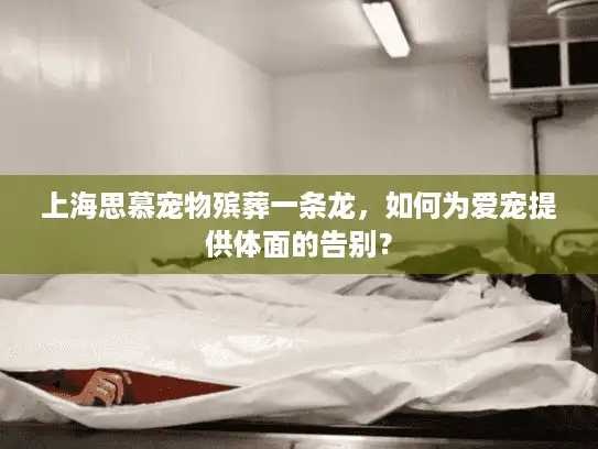 上海思慕宠物殡葬一条龙，如何为爱宠提供体面的告别？