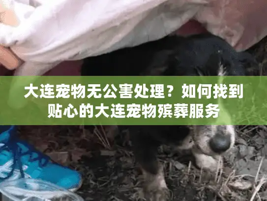 大连宠物无公害处理？如何找到贴心的大连宠物殡葬服务