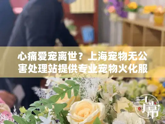 心痛爱宠离世？上海宠物无公害处理站提供专业宠物火化服务