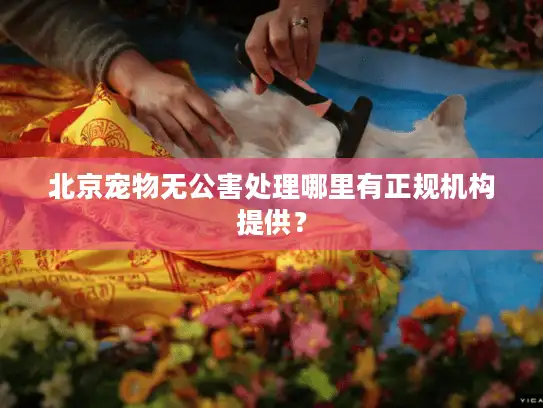 北京宠物无公害处理哪里有正规机构提供？