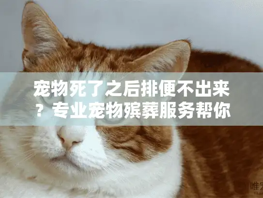 宠物死了之后排便不出来？专业宠物殡葬服务帮你妥善处理