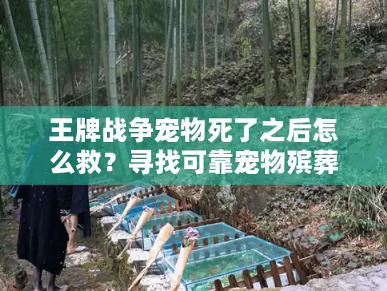 王牌战争宠物死了之后怎么救？寻找可靠宠物殡葬服务全攻略