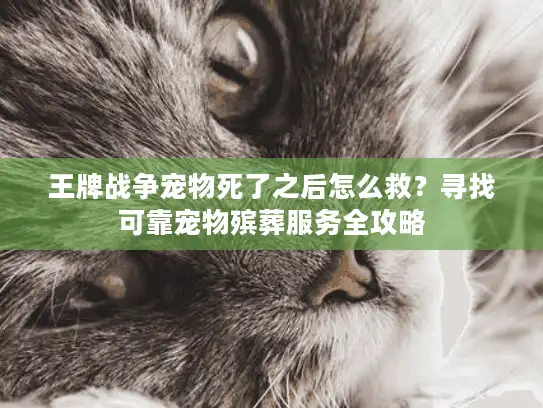 王牌战争宠物死了之后怎么救？寻找可靠宠物殡葬服务全攻略