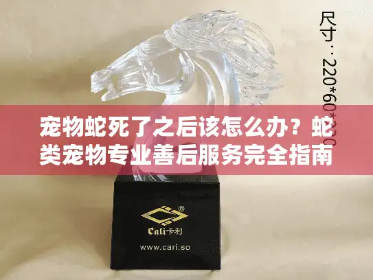 宠物蛇死了之后该怎么办？蛇类宠物专业善后服务完全指南