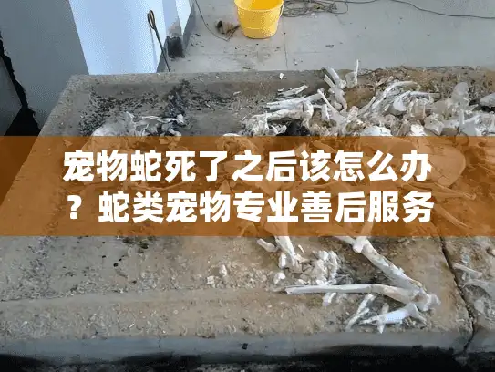宠物蛇死了之后该怎么办？蛇类宠物专业善后服务完全指南