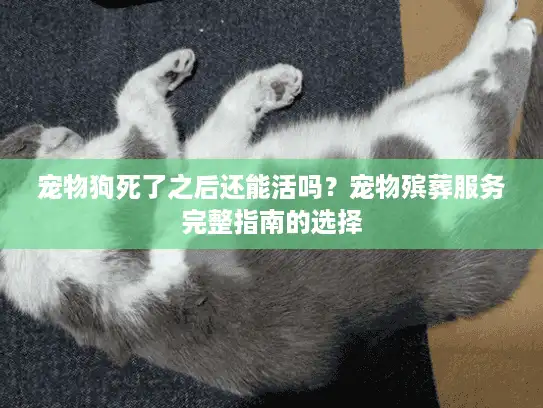 宠物狗死了之后还能活吗？宠物殡葬服务完整指南的选择