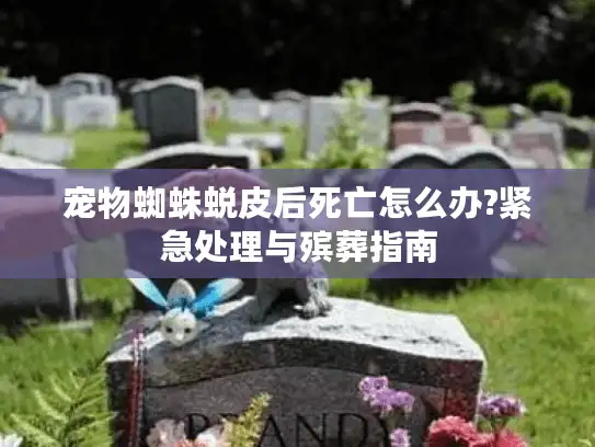 宠物蜘蛛蜕皮后死亡怎么办?紧急处理与殡葬指南