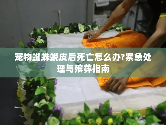 宠物蜘蛛蜕皮后死亡怎么办?紧急处理与殡葬指南