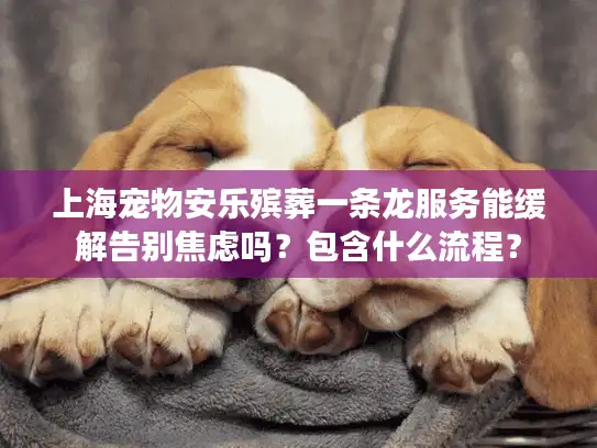 上海宠物安乐殡葬一条龙服务能缓解告别焦虑吗？包含什么流程？