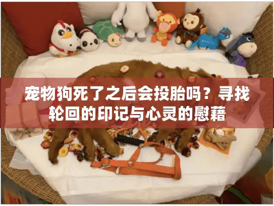 宠物狗死了之后会投胎吗？寻找轮回的印记与心灵的慰藉
