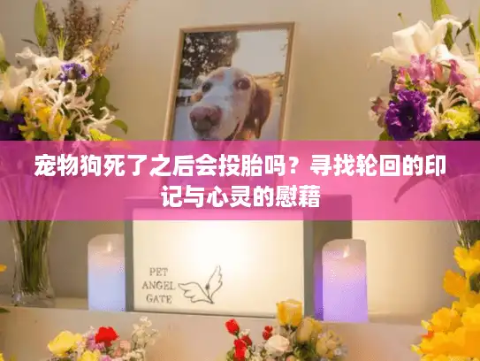 宠物狗死了之后会投胎吗？寻找轮回的印记与心灵的慰藉