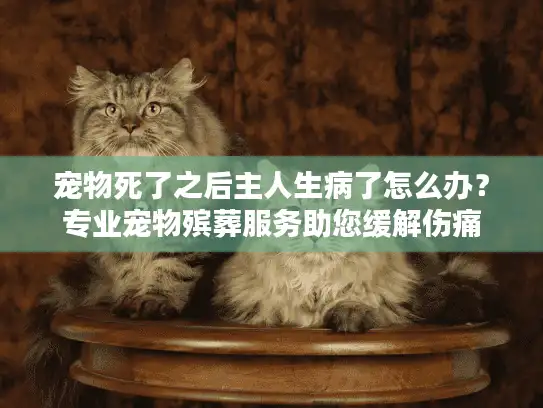 宠物死了之后主人生病了怎么办？专业宠物殡葬服务助您缓解伤痛