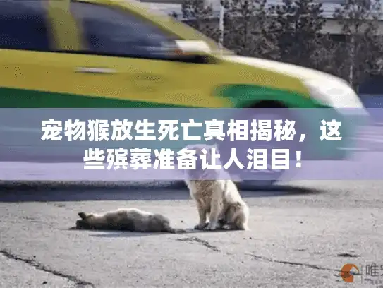 宠物猴放生死亡真相揭秘，这些殡葬准备让人泪目！