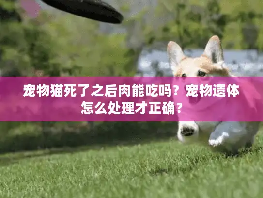 宠物猫死了之后肉能吃吗？宠物遗体怎么处理才正确？