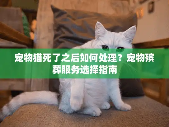 宠物猫死了之后如何处理？宠物殡葬服务选择指南