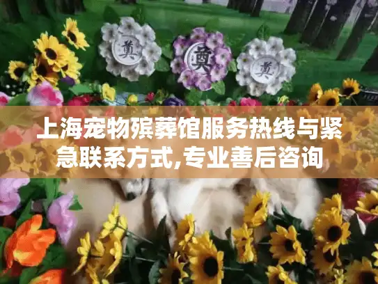 上海宠物殡葬馆服务热线与紧急联系方式,专业善后咨询