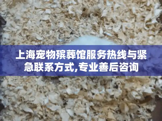 上海宠物殡葬馆服务热线与紧急联系方式,专业善后咨询