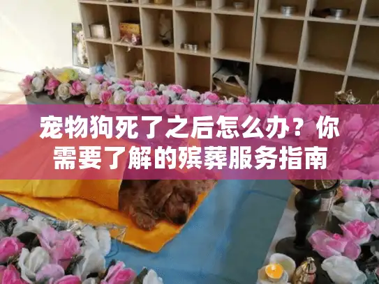 宠物狗死了之后怎么办？你需要了解的殡葬服务指南