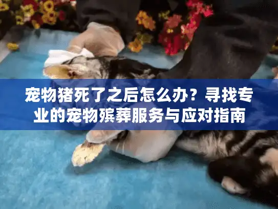 宠物猪死了之后怎么办？寻找专业的宠物殡葬服务与应对指南