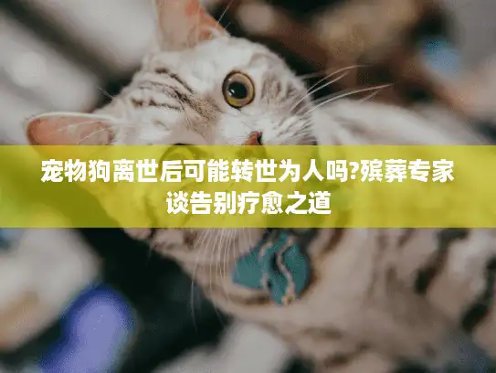 宠物狗离世后可能转世为人吗?殡葬专家谈告别疗愈之道