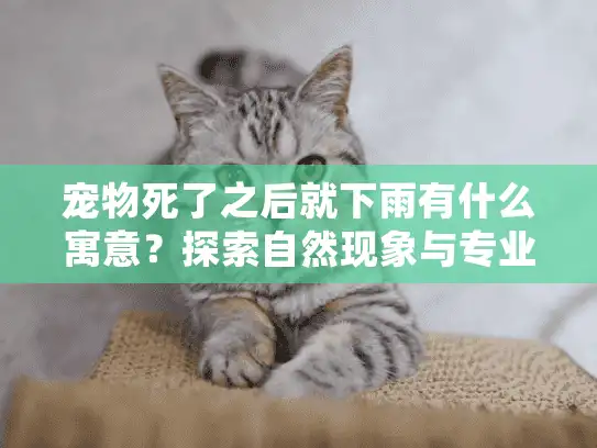 宠物死了之后就下雨有什么寓意？探索自然现象与专业宠物殡葬服务指南