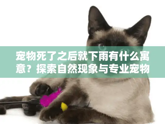 宠物死了之后就下雨有什么寓意？探索自然现象与专业宠物殡葬服务指南