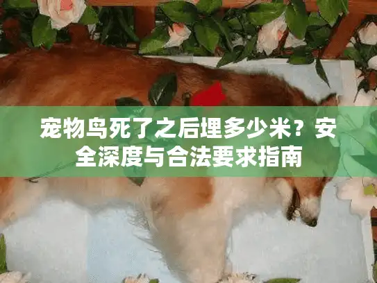 宠物鸟死了之后埋多少米？安全深度与合法要求指南
