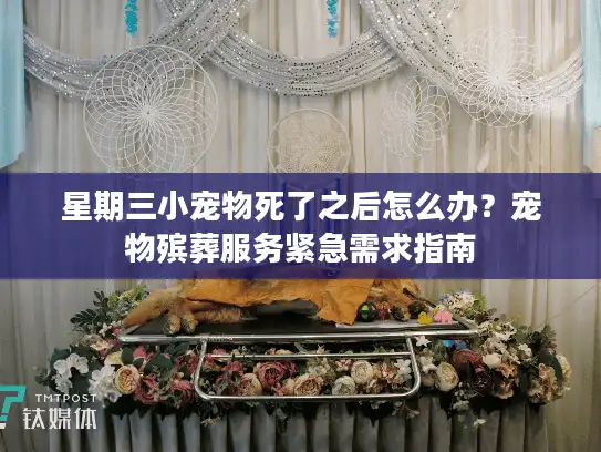 星期三小宠物死了之后怎么办？宠物殡葬服务紧急需求指南