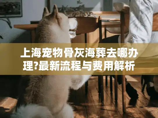 上海宠物骨灰海葬去哪办理?最新流程与费用解析