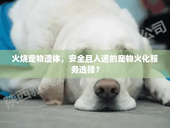火烧宠物遗体，安全且人道的宠物火化服务选择？