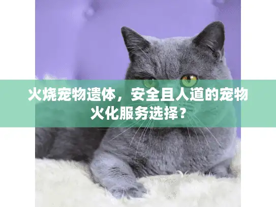 火烧宠物遗体，安全且人道的宠物火化服务选择？