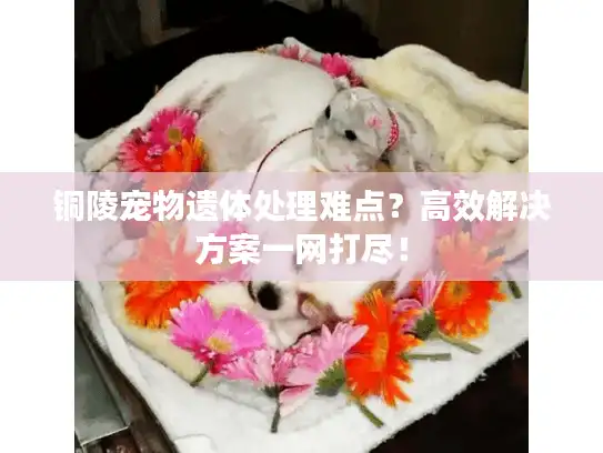 铜陵宠物遗体处理难点？高效解决方案一网打尽！