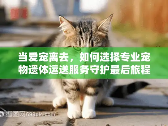 当爱宠离去，如何选择专业宠物遗体运送服务守护最后旅程