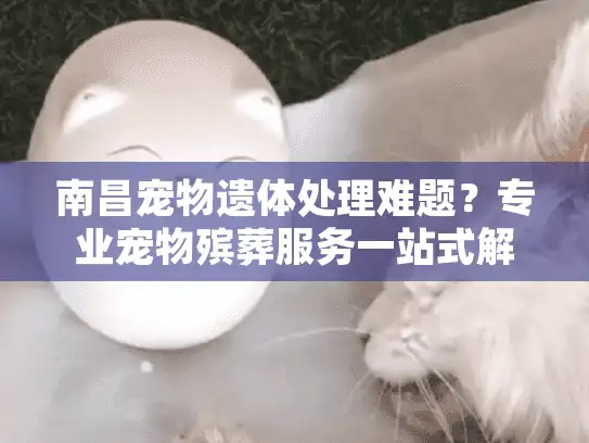 南昌宠物遗体处理难题？专业宠物殡葬服务一站式解决