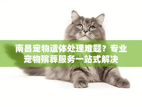 南昌宠物遗体处理难题？专业宠物殡葬服务一站式解决