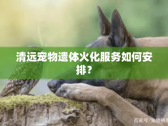 清远宠物遗体火化服务如何安排？