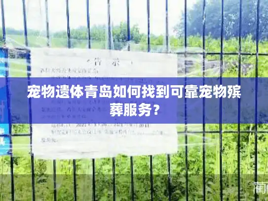 宠物遗体青岛如何找到可靠宠物殡葬服务？