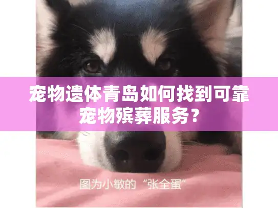宠物遗体青岛如何找到可靠宠物殡葬服务？