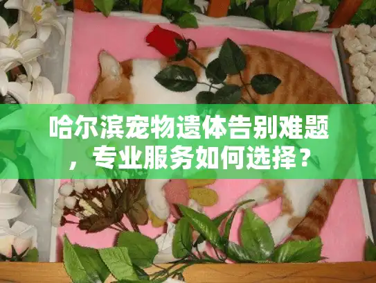 哈尔滨宠物遗体告别难题，专业服务如何选择？