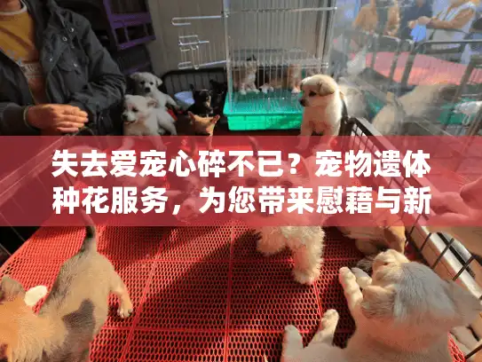 失去爱宠心碎不已？宠物遗体种花服务，为您带来慰藉与新生