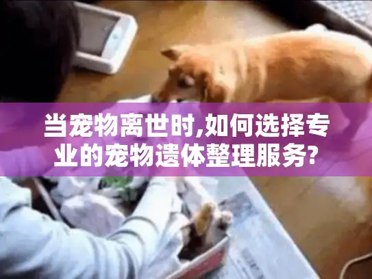 当宠物离世时,如何选择专业的宠物遗体整理服务?