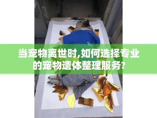 当宠物离世时,如何选择专业的宠物遗体整理服务?