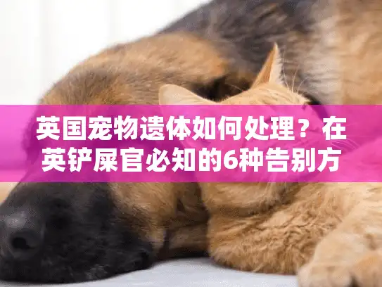 英国宠物遗体如何处理？在英铲屎官必知的6种告别方案
