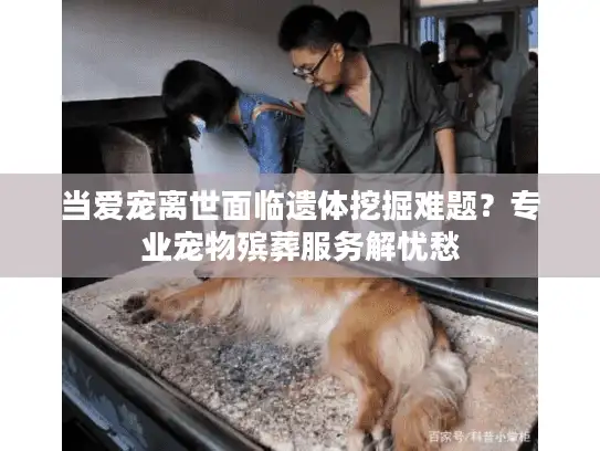 当爱宠离世面临遗体挖掘难题？专业宠物殡葬服务解忧愁