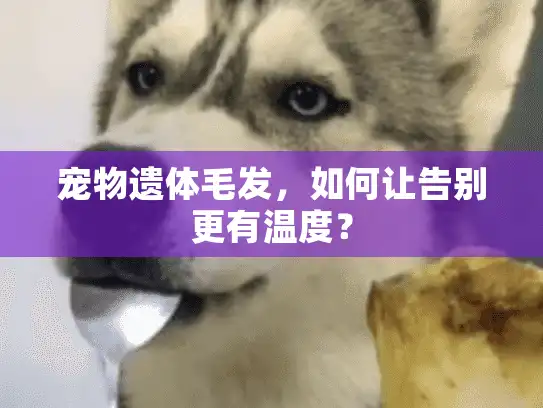 宠物遗体毛发，如何让告别更有温度？